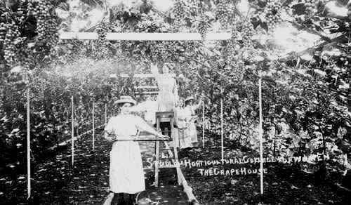 Studley Castle Horticultural College for Women. Grapehouse, interior view, Students tending grapevines. 1910s. Photo - Warwickshire County Council